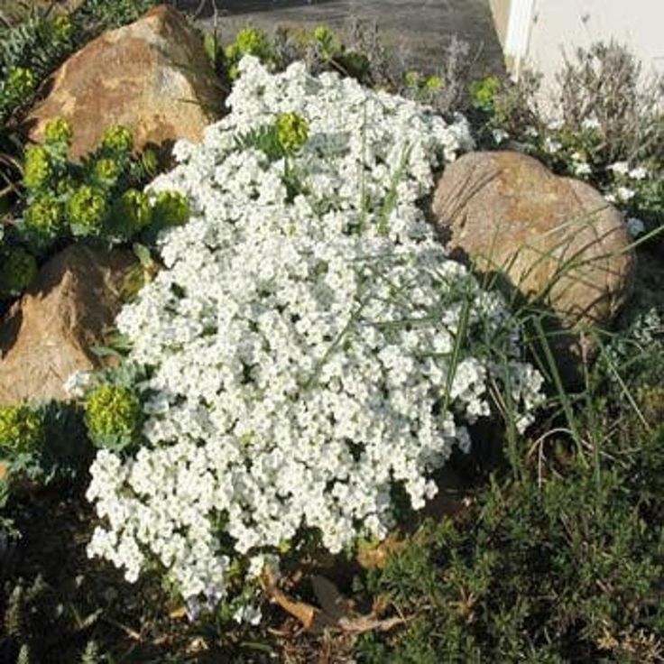 Rock Cress (Arabis)