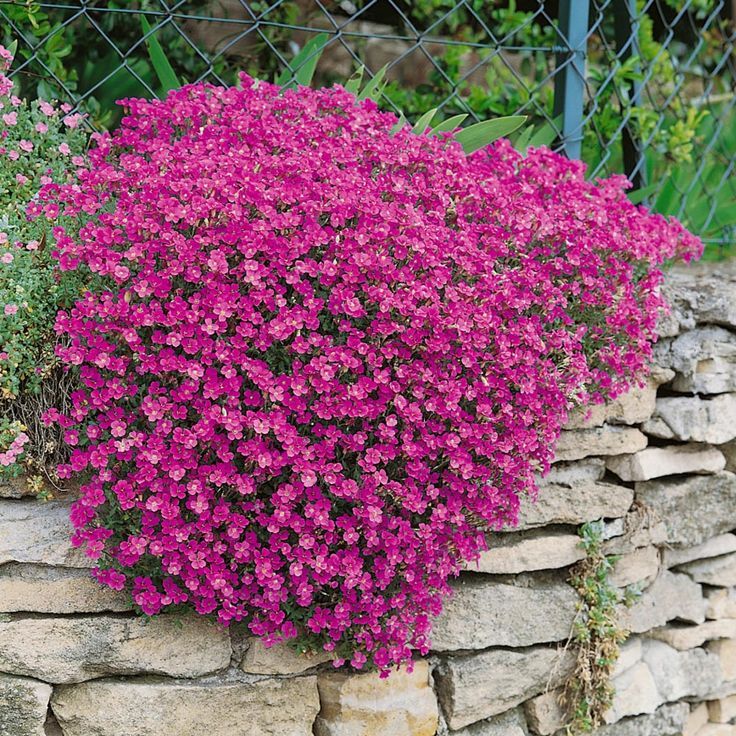 Rock Cress