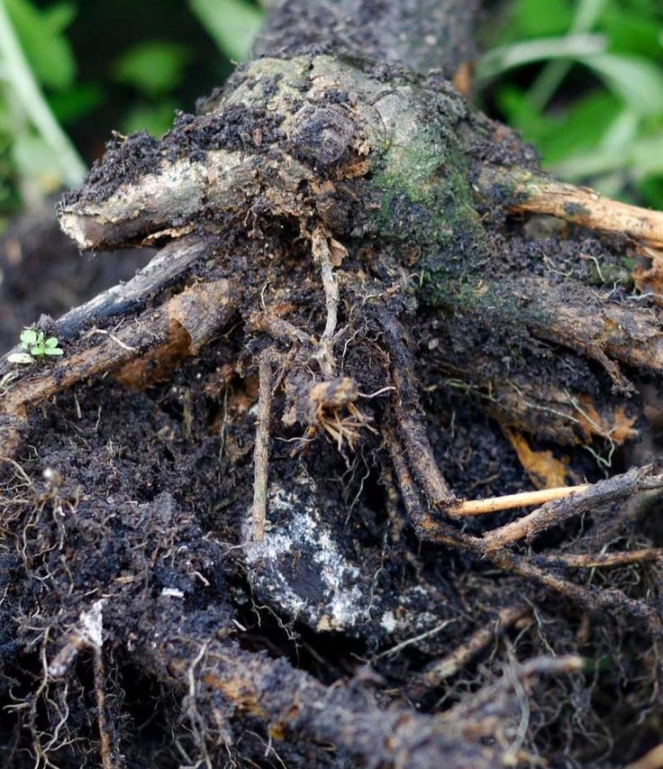 Root Rot Risk