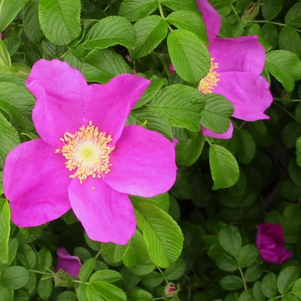 Rosa Rugosa