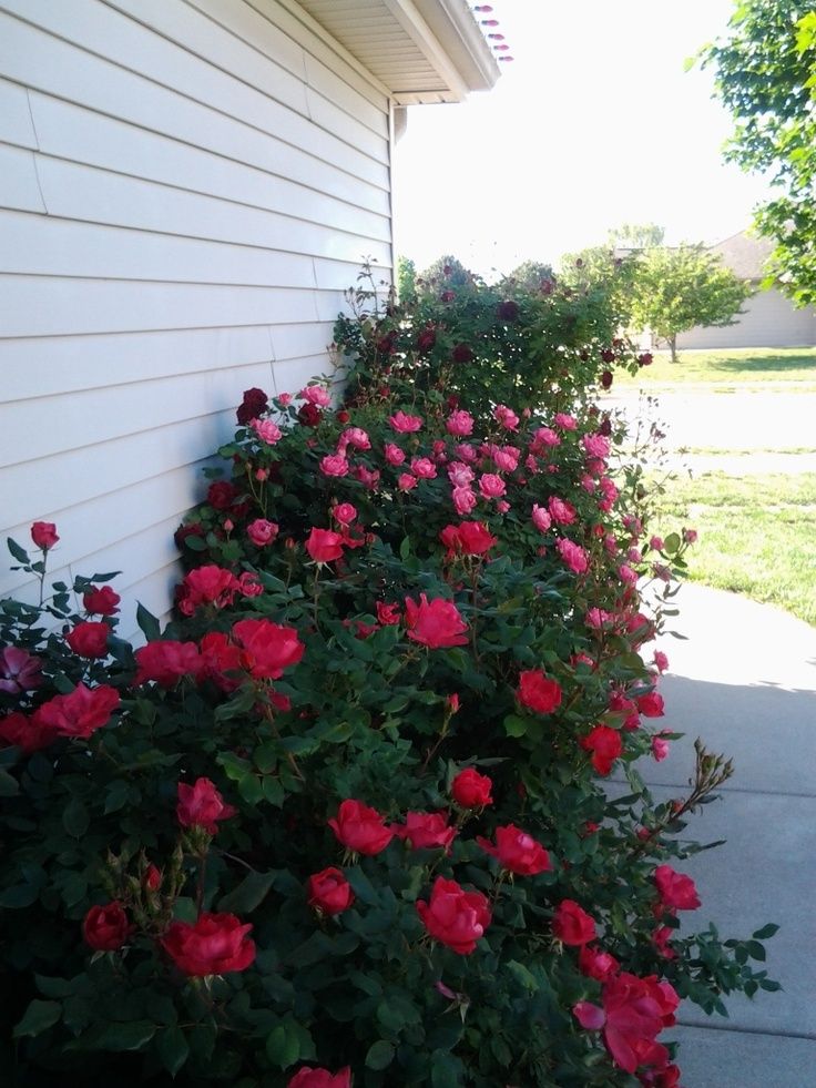 Rose Bushes