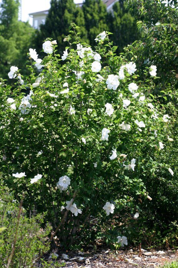 Rose of Sharon (Hibiscus syriacus)