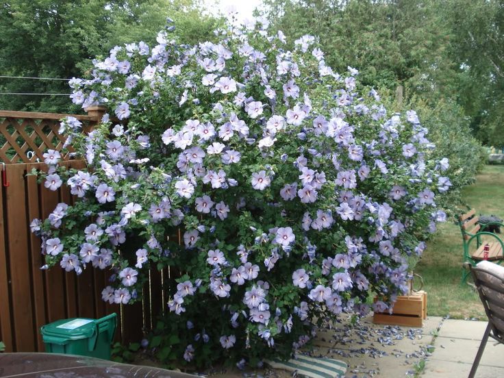 Rose of Sharon