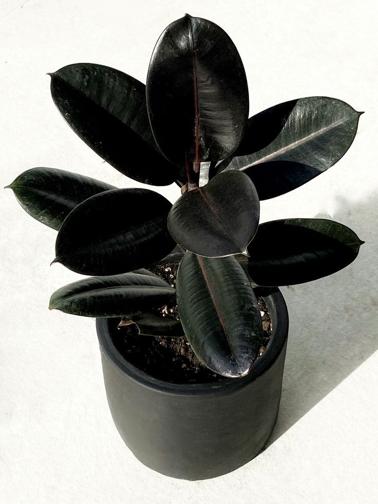 Rubber Plant