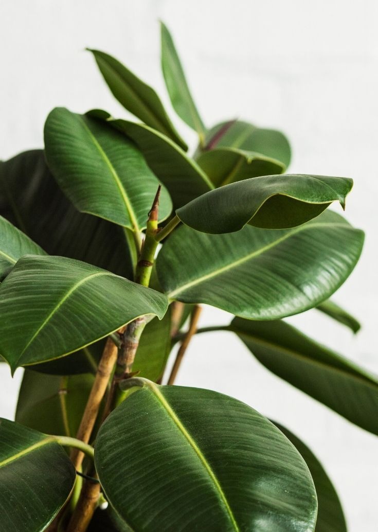 Rubber Plant (Ficus elastica)