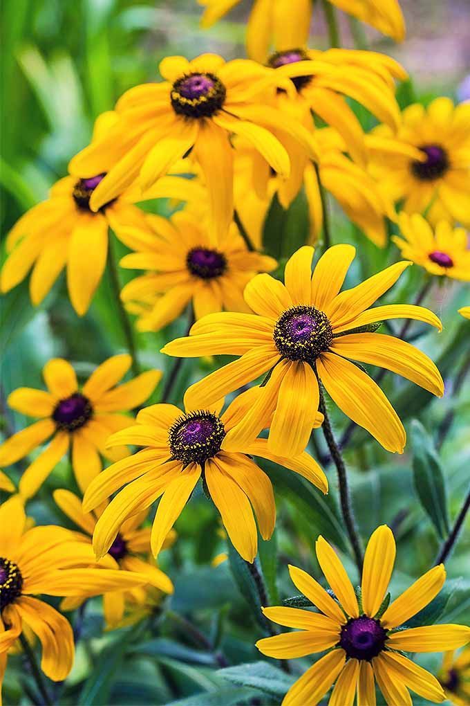 Rudbeckia (Black-eyed Susan)