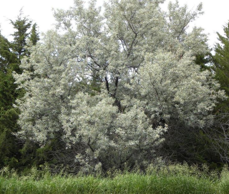 Russian Olive