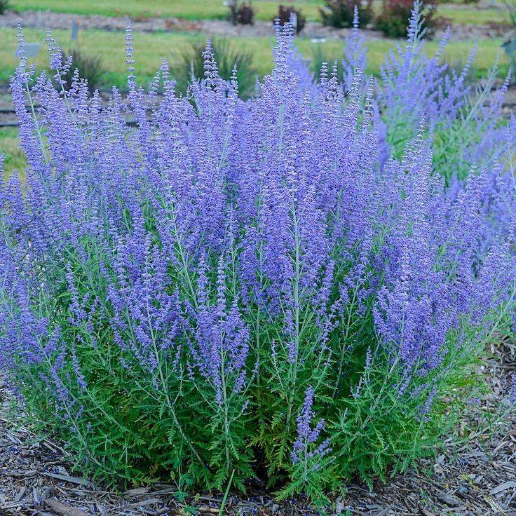 Russian Sage