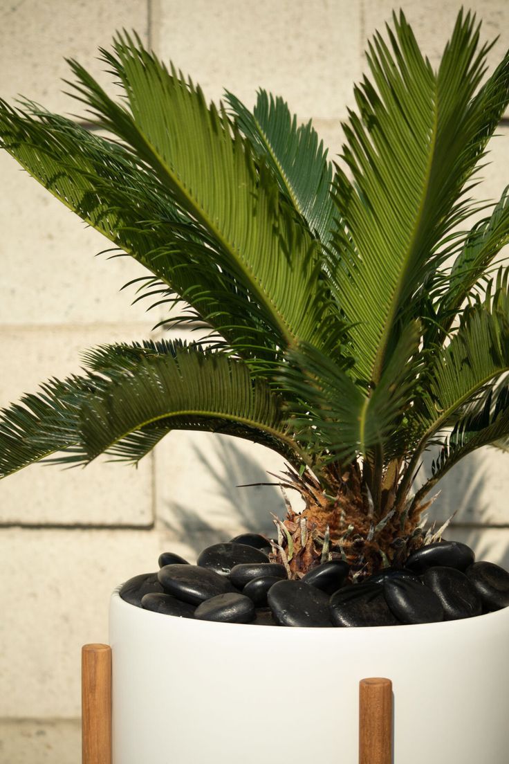 Sago Palm