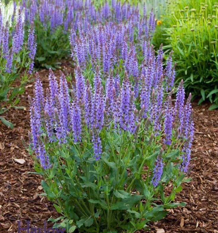 Salvia 'Blue Hill'