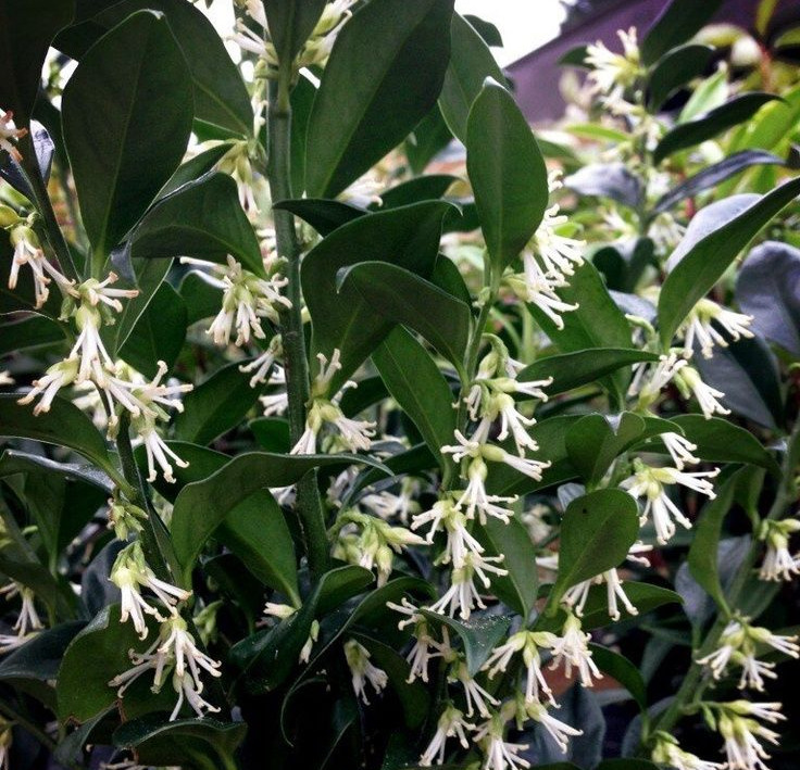 Sarcococca (Sweet Box)