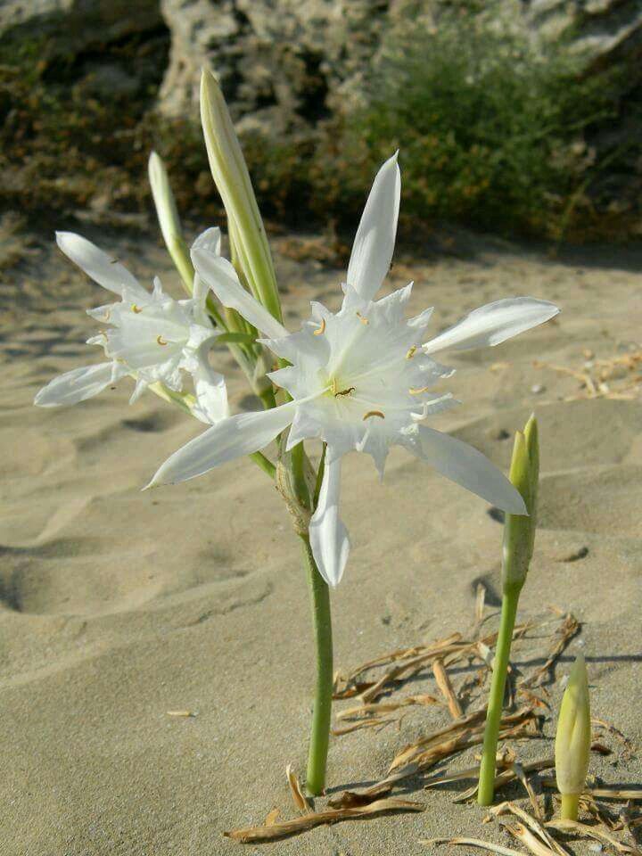 Sea Daffodil