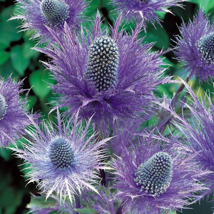 Sea Holly