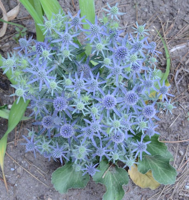 Sea Holly