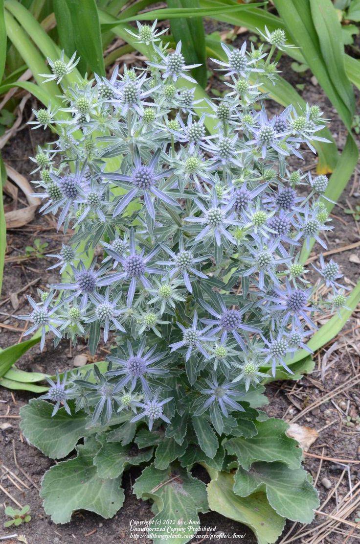 Sea Holly (Eryngium)