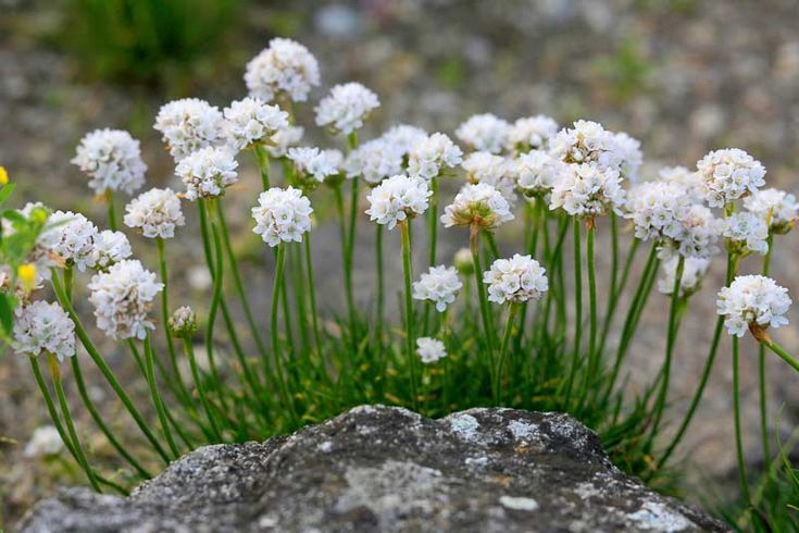 Sea Thrift