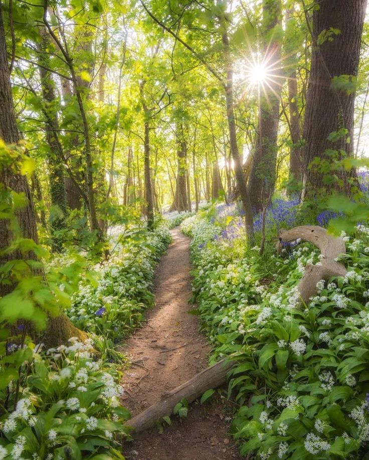 Secret Woodland Trail