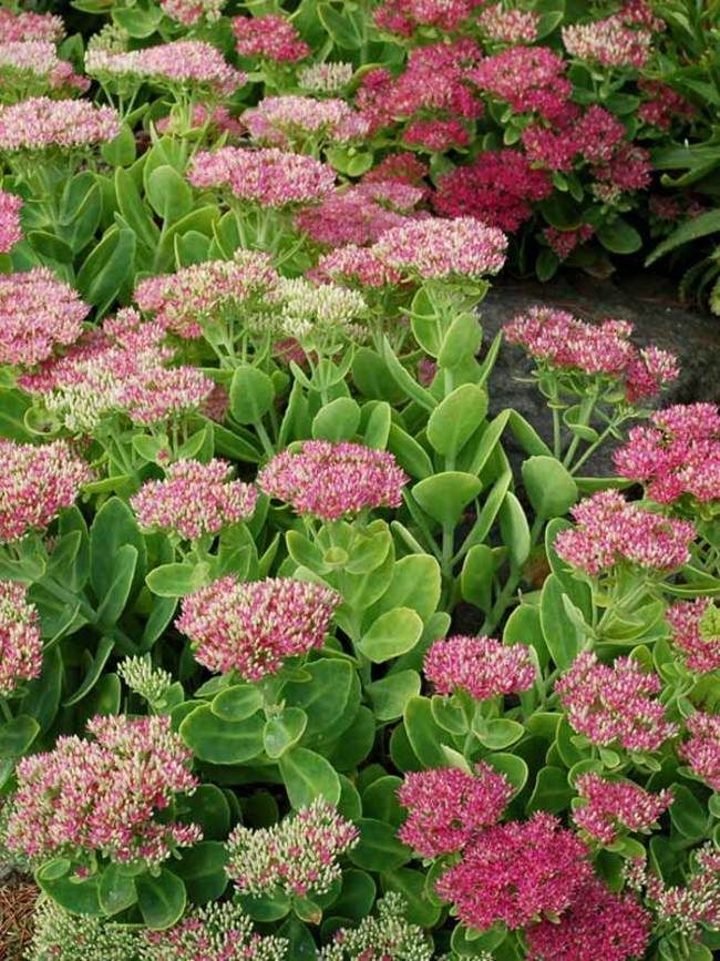 Sedum