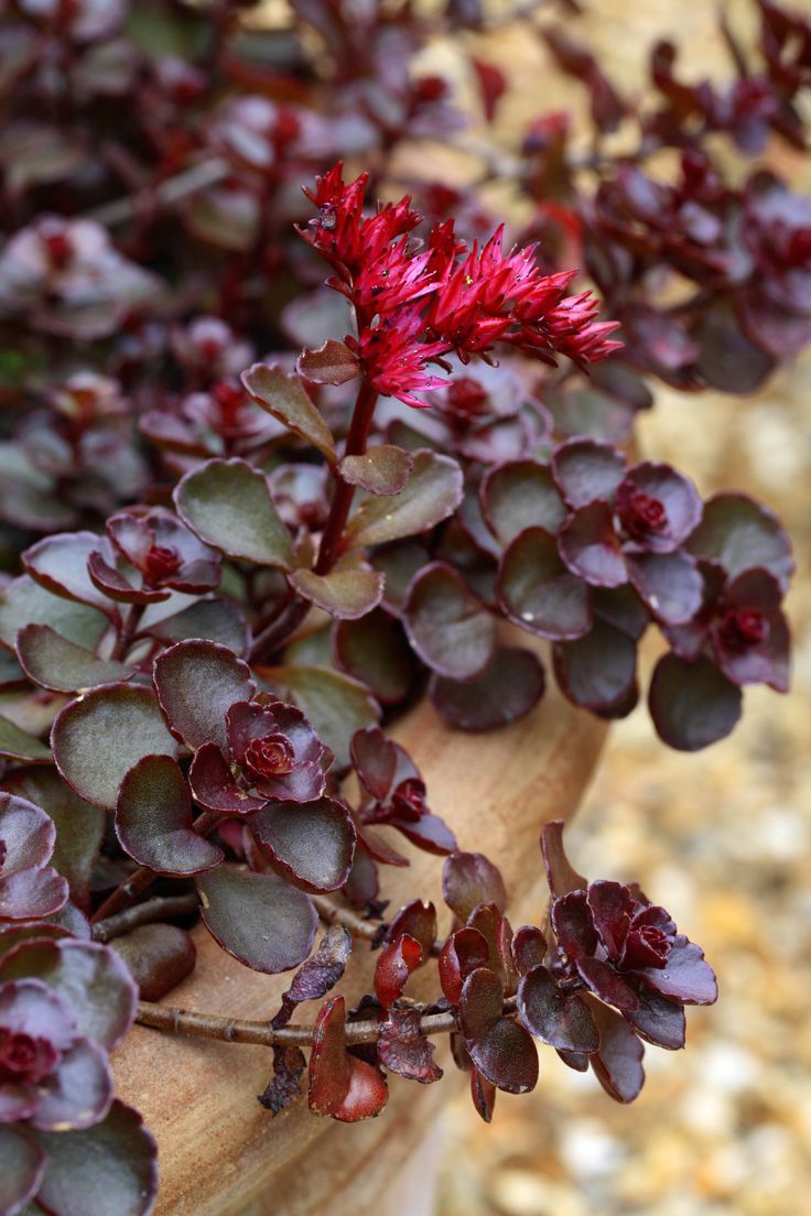 Sedum 'Dragon's Blood'