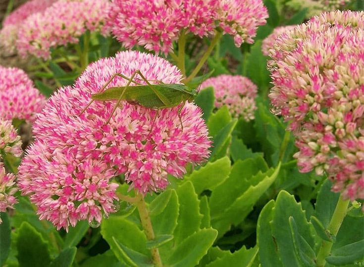 Sedum