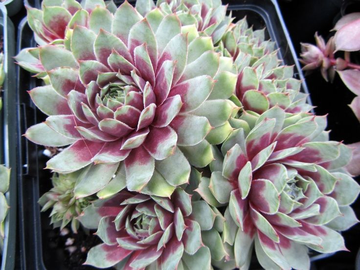 Sempervivum 'Ruby Heart'