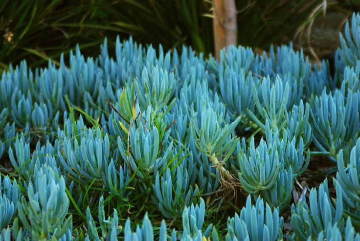 Senecio Mandraliscae