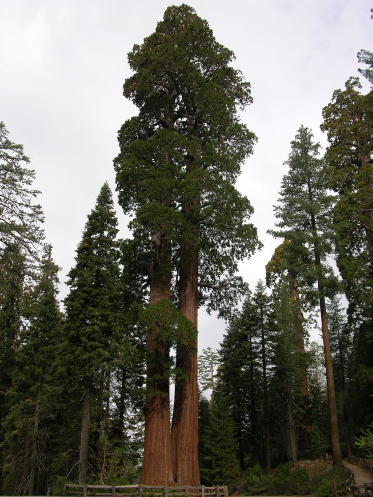 Sequoia