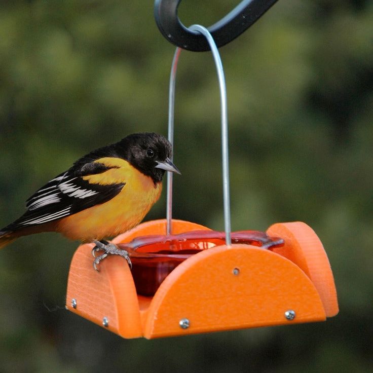 Serve Mealworms