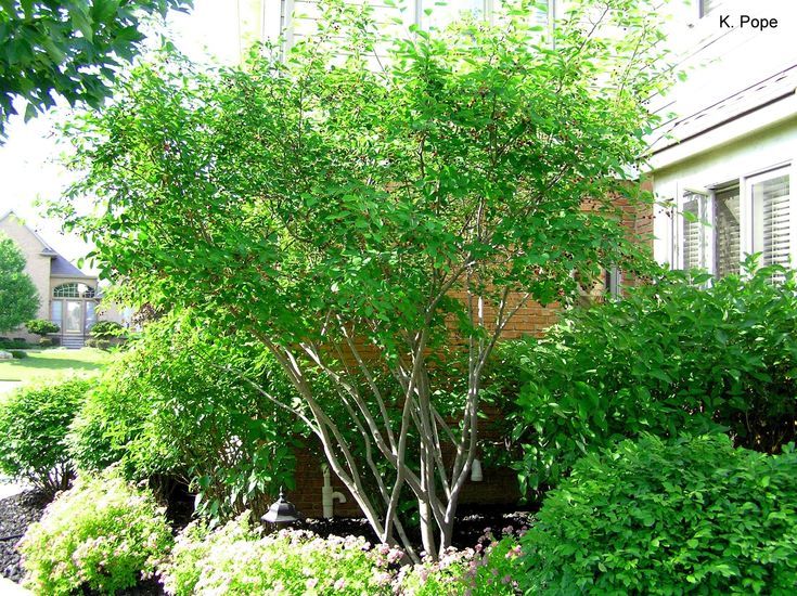 Serviceberry (Amelanchier)