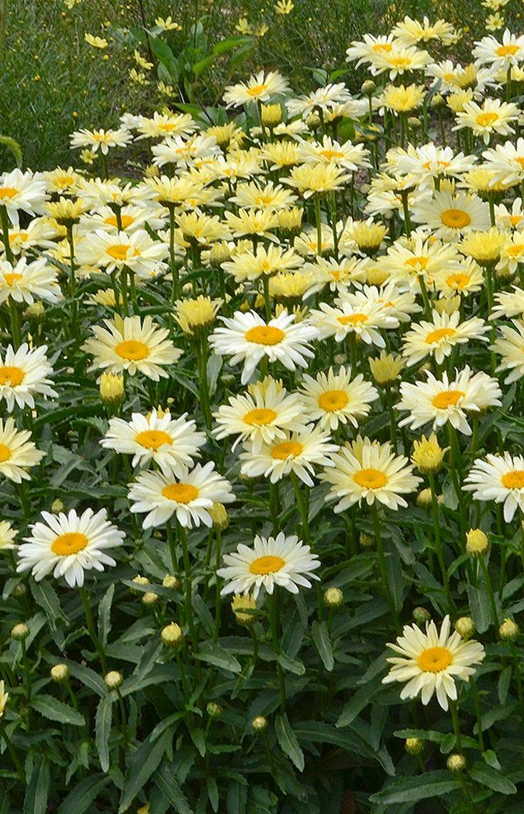 Shasta Daisies