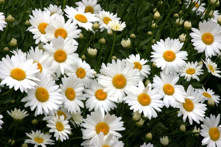 Shasta Daisy