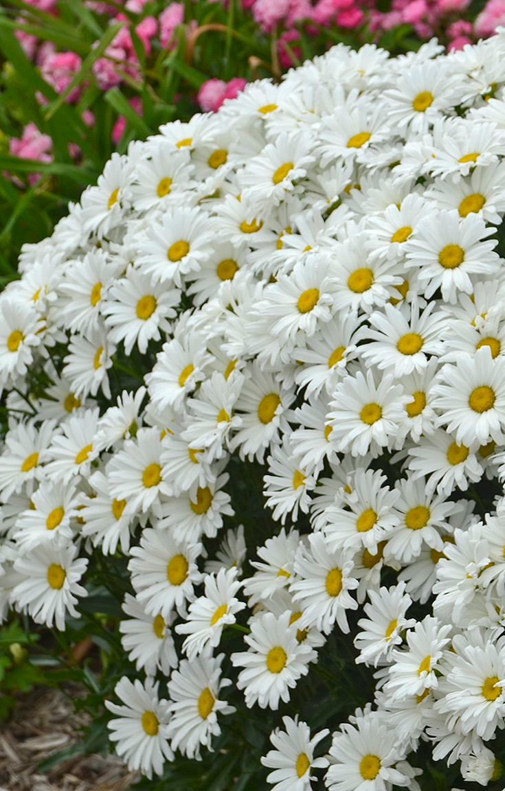 Shasta Daisy (Leucanthemum)