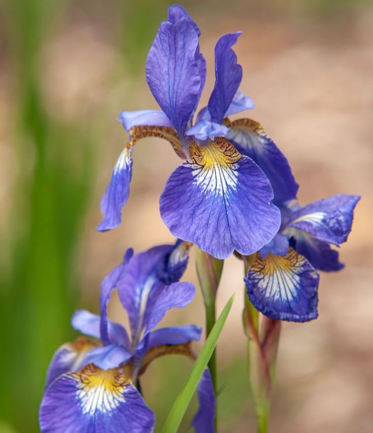 Siberian Iris