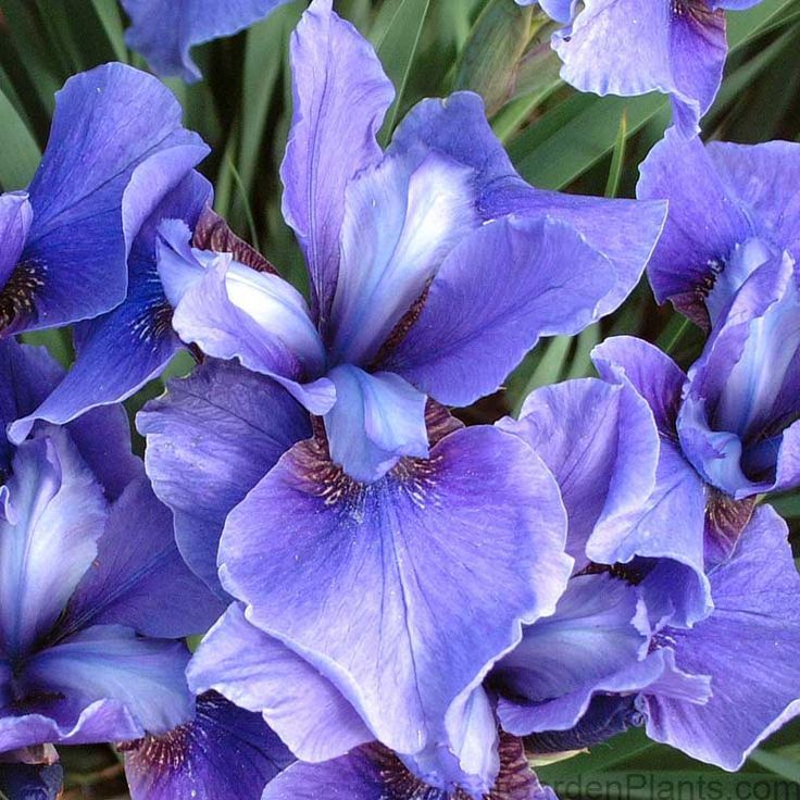 Siberian Iris