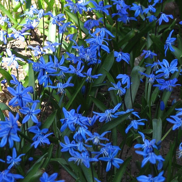 Siberian Squill