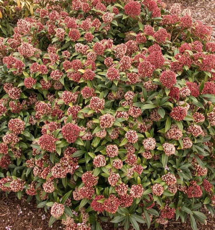 Skimmia Japonica