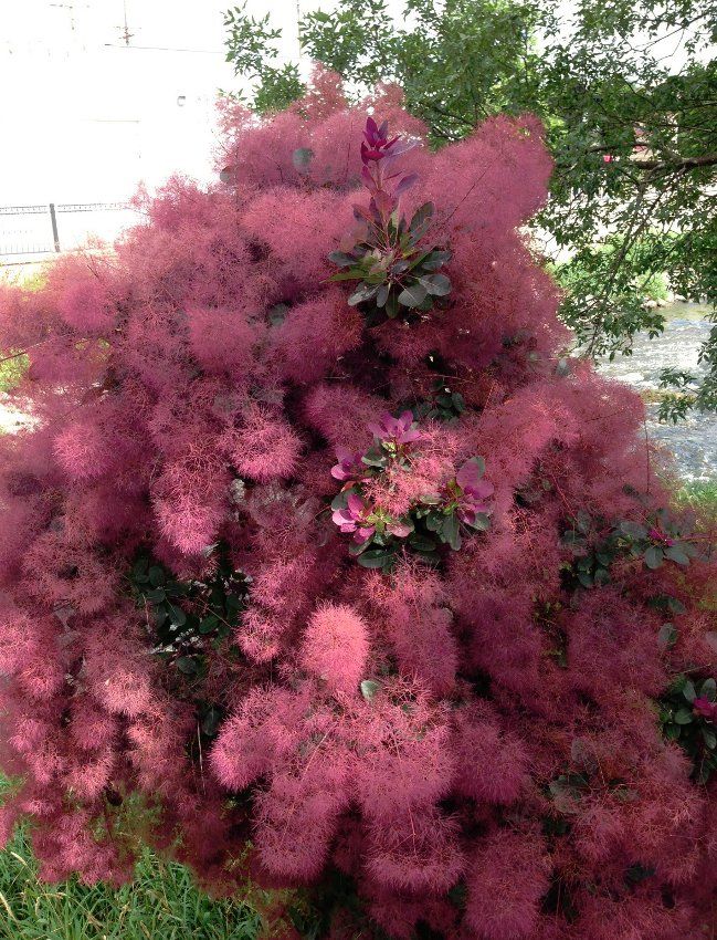 Smoke Bush (Cotinus)