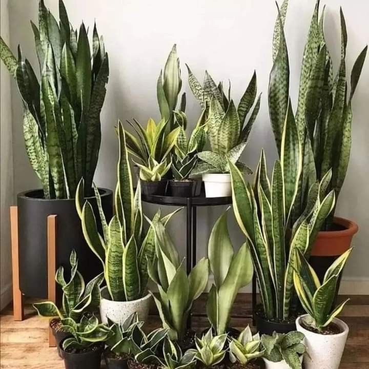 Snake Plant