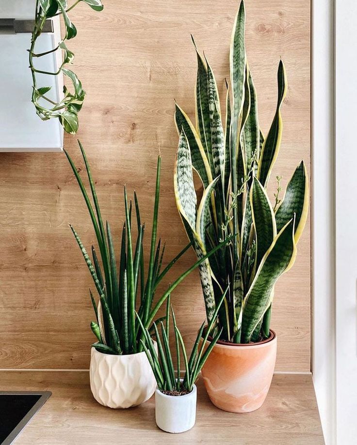 Snake Plant