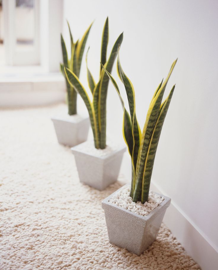 Snake Plant (Sansevieria)