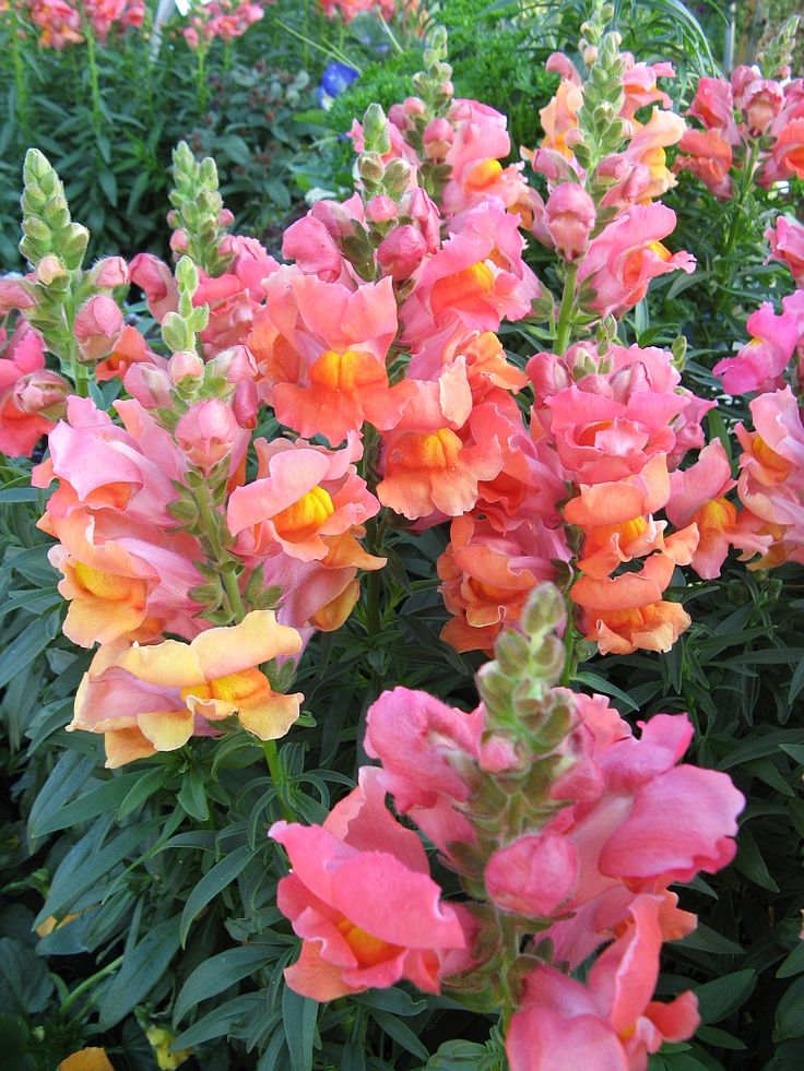 Snapdragon