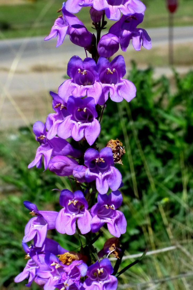 Snapdragon Vine