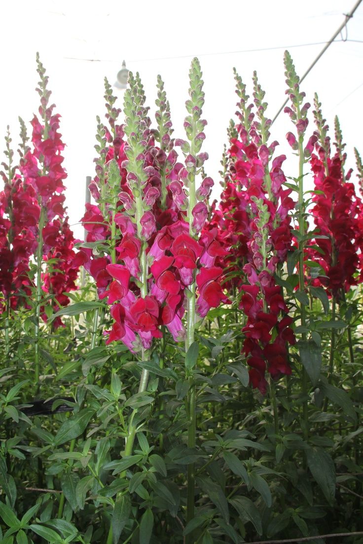 Snapdragons