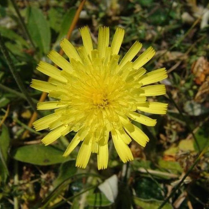 Snowdonia Hawkweed