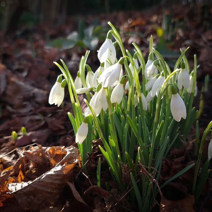 Snowdrop