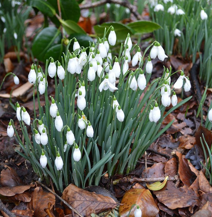 Snowdrop