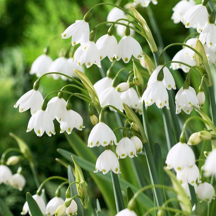 Snowdrops (Galanthus)