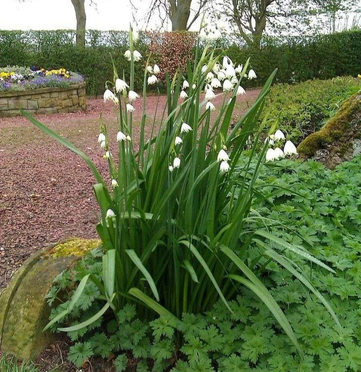 Snowflake (Leucojum)