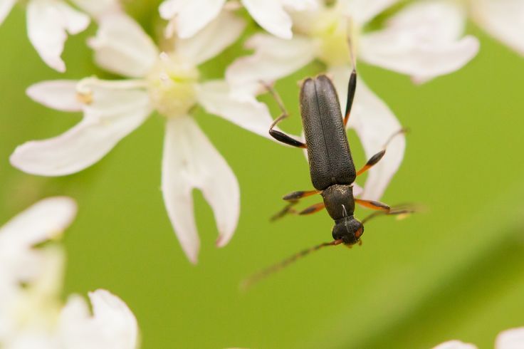 Soldier Beetle