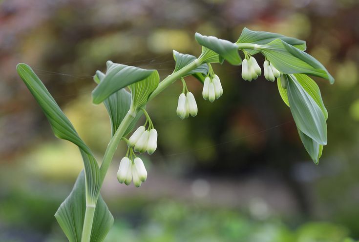 Solomon's Seal